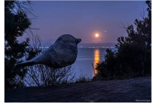 Τα Πουλιά εικαστική παρέμβαση για το Festival The Island of Love στη Μυτιλήνη